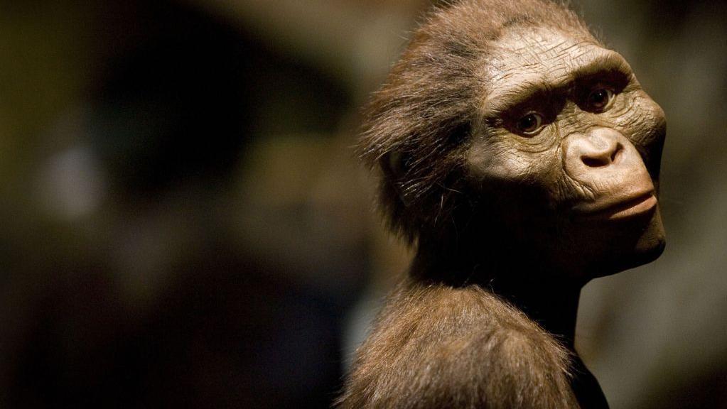 lucy-human-evolution-fossil